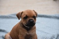 Du Monde D'Electra - Staffordshire Bull Terrier - Portée née le 29/07/2018